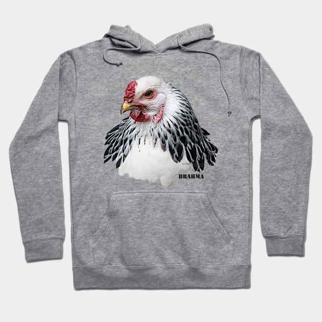 Brahma Chicken Hoodie by Sue Finch Photography and Design LLC